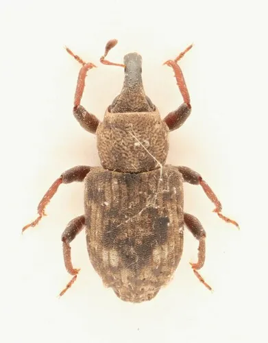 Bagous obliquus - Bagous obliquus