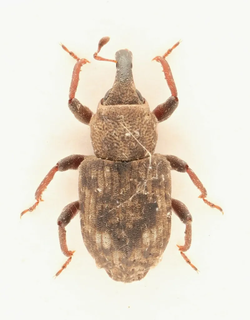 Bagous obliquus - photo 2
