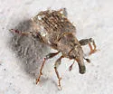 Bagous planatus - photo 2