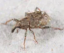 Bagous planatus - photo 3