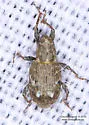 Bagous planatus - photo 4