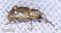 Bagous planatus - photo 5