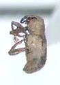 Bagous pusillus - photo 2