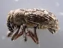 Bagous pusillus - photo 3
