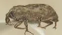 Bagous restrictus - Bagous restrictus