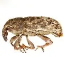 Bagous sellatus - photo 2