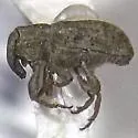 Bagous sellatus - photo 3