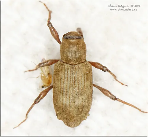 Bagous tanneri - Bagous tanneri