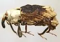 Bagous tuberosus - Bagous tuberosus