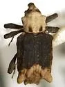 Bagous tuberosus - photo 2