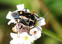 Bagrada Bug