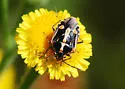 Bagrada Bug - photo 2