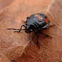 Bagrada Bug - photo 3