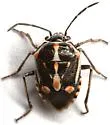 Bagrada Bug - photo 4