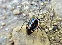 Bagrada Bug - photo 5