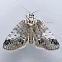 Baileya acadiana - Hodges#8971.1