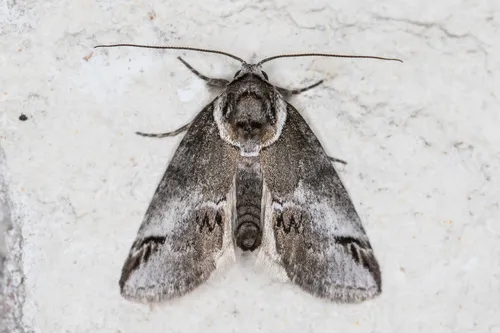 Small Baileya Moth