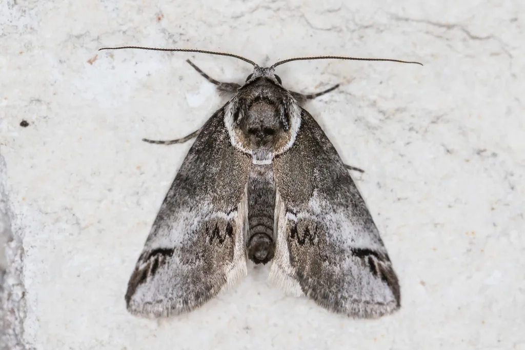 Small Baileya Moth - photo 2