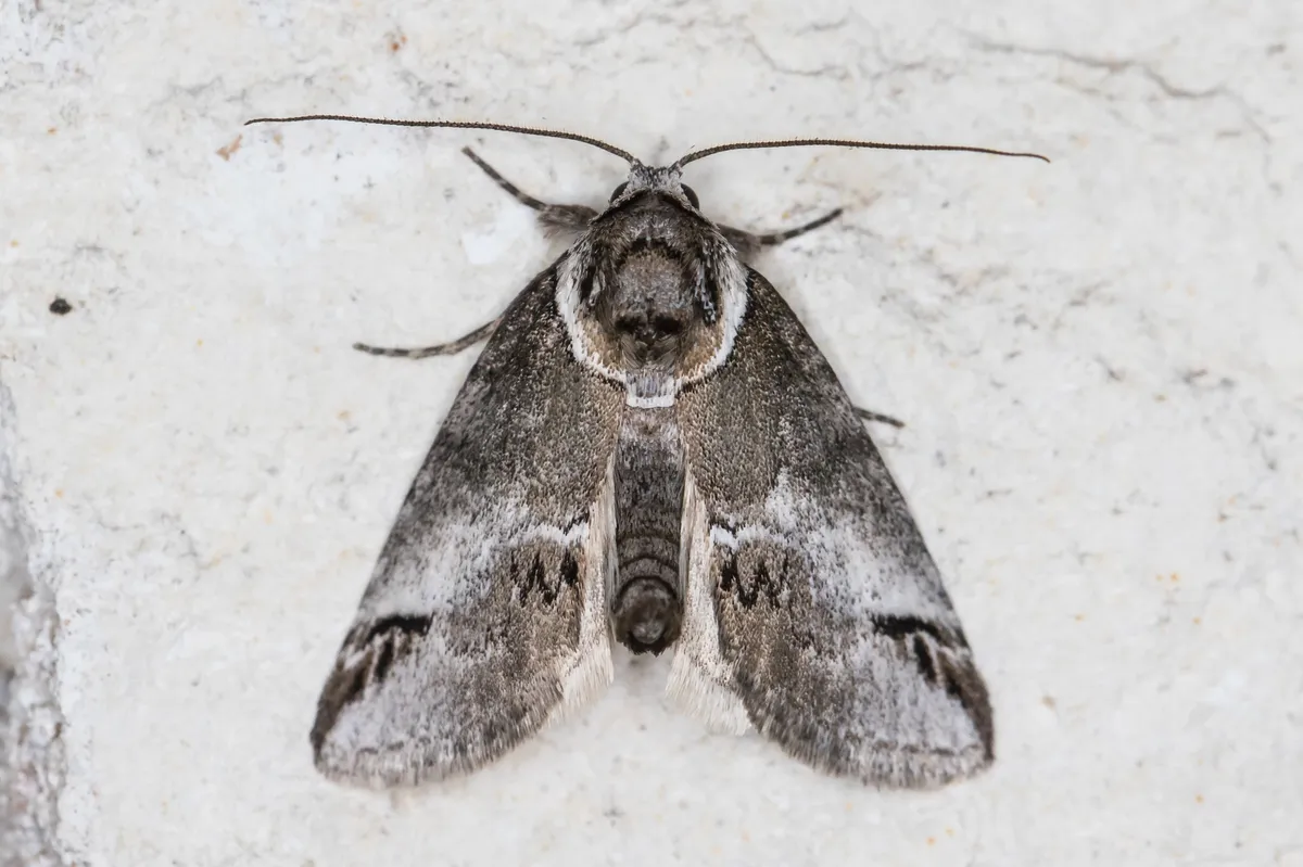 Small Baileya Moth - photo 3