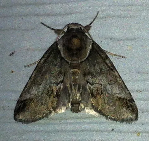 Small Baileya Moth - photo 5
