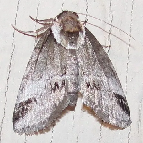 Small Baileya Moth - photo 6