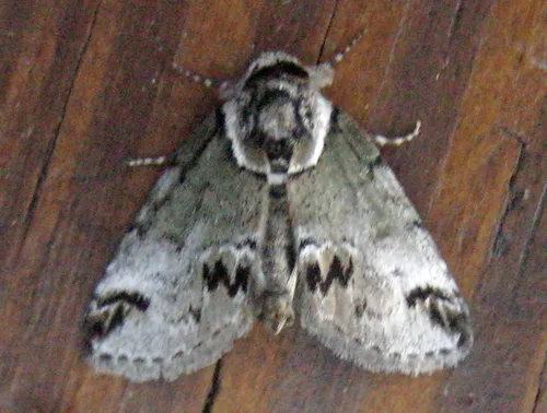 Small Baileya Moth - photo 7