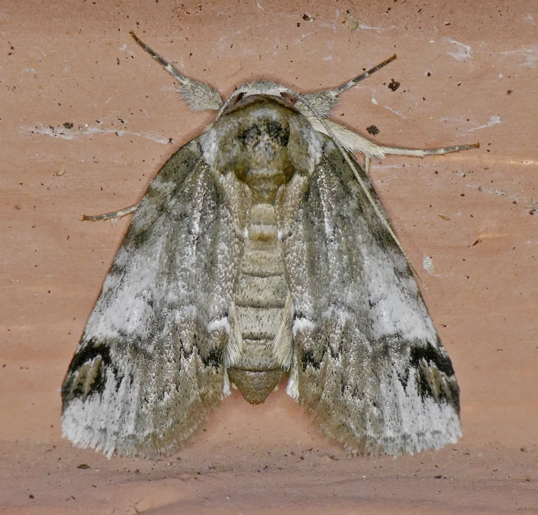 Sleeping Baileya Moth - photo 3
