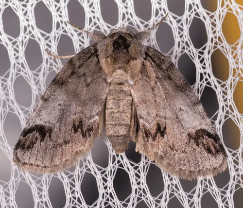 Sleeping Baileya Moth - photo 5