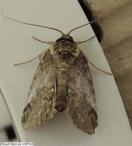 Sleeping Baileya Moth - photo 6