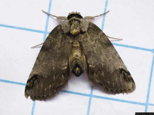 Sleeping Baileya Moth - photo 7