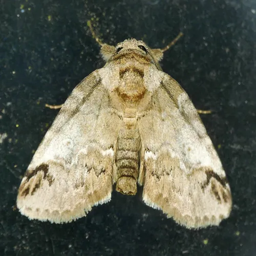 Sleeping Baileya Moth - photo 8