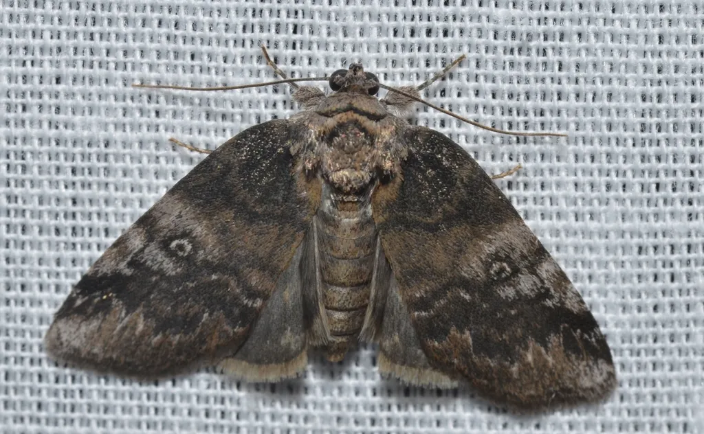 Pale Baileya - Hodges#8972 - photo 2