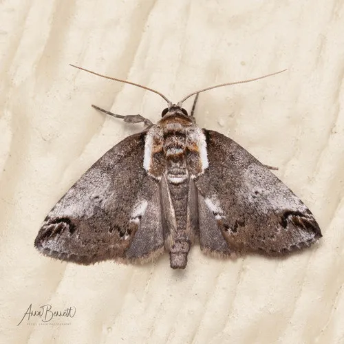 Eyed Baileya Moth - photo 4