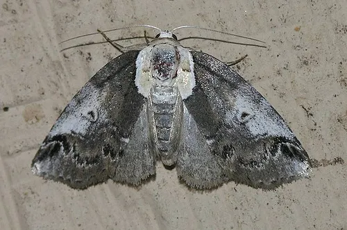 Eyed Baileya Moth - photo 5