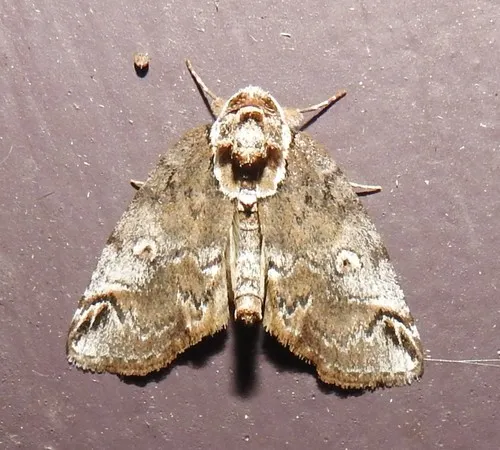 Eyed Baileya Moth - photo 6