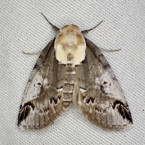 Eyed Baileya Moth - photo 7
