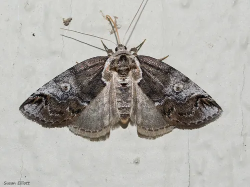 Eyed Baileya Moth - photo 8