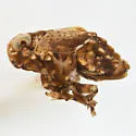Bakerella angulata
