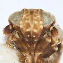 Bakerella angulata - photo 3