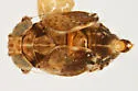 Bakerella angulata - photo 5