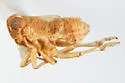 Bakerella bidens