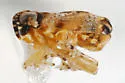 Bakerella bullata