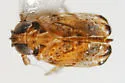 Bakerella bullata - photo 2