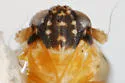 Bakerella bullata - photo 3