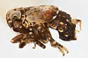 Bakerella cinerea