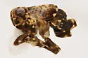 Bakerella cornigera