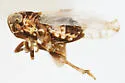 Bakerella fusca