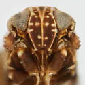 Bakerella fusca - photo 3