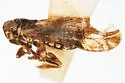Bakerella maculata