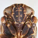Bakerella maculata - photo 3